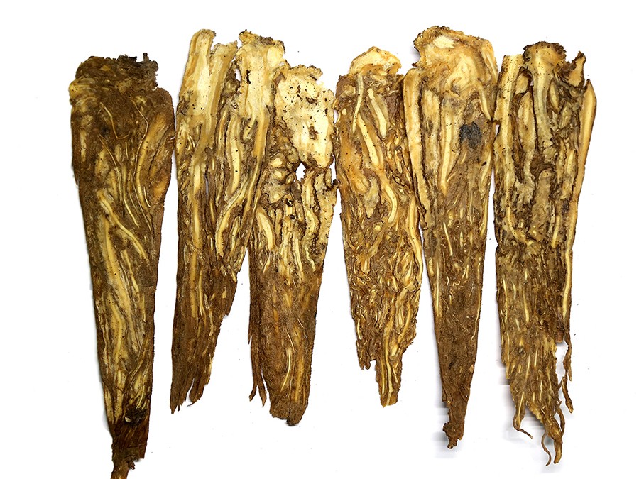 Angelica root pressed slice