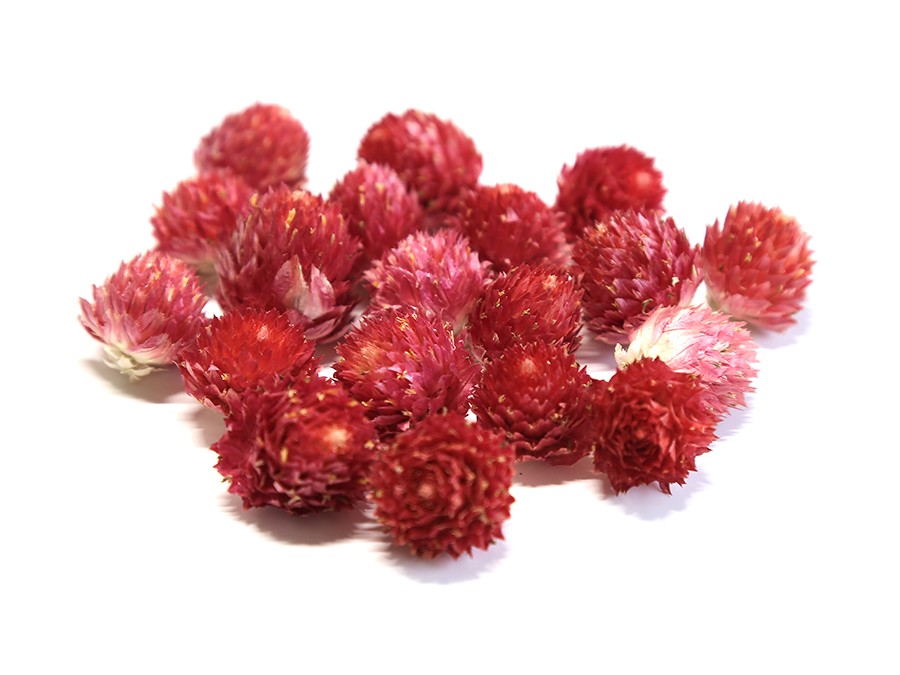 Gomphrena globosa